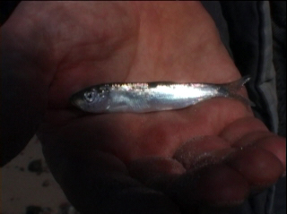 fisch1