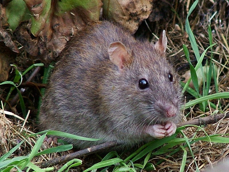 800px-wildrat