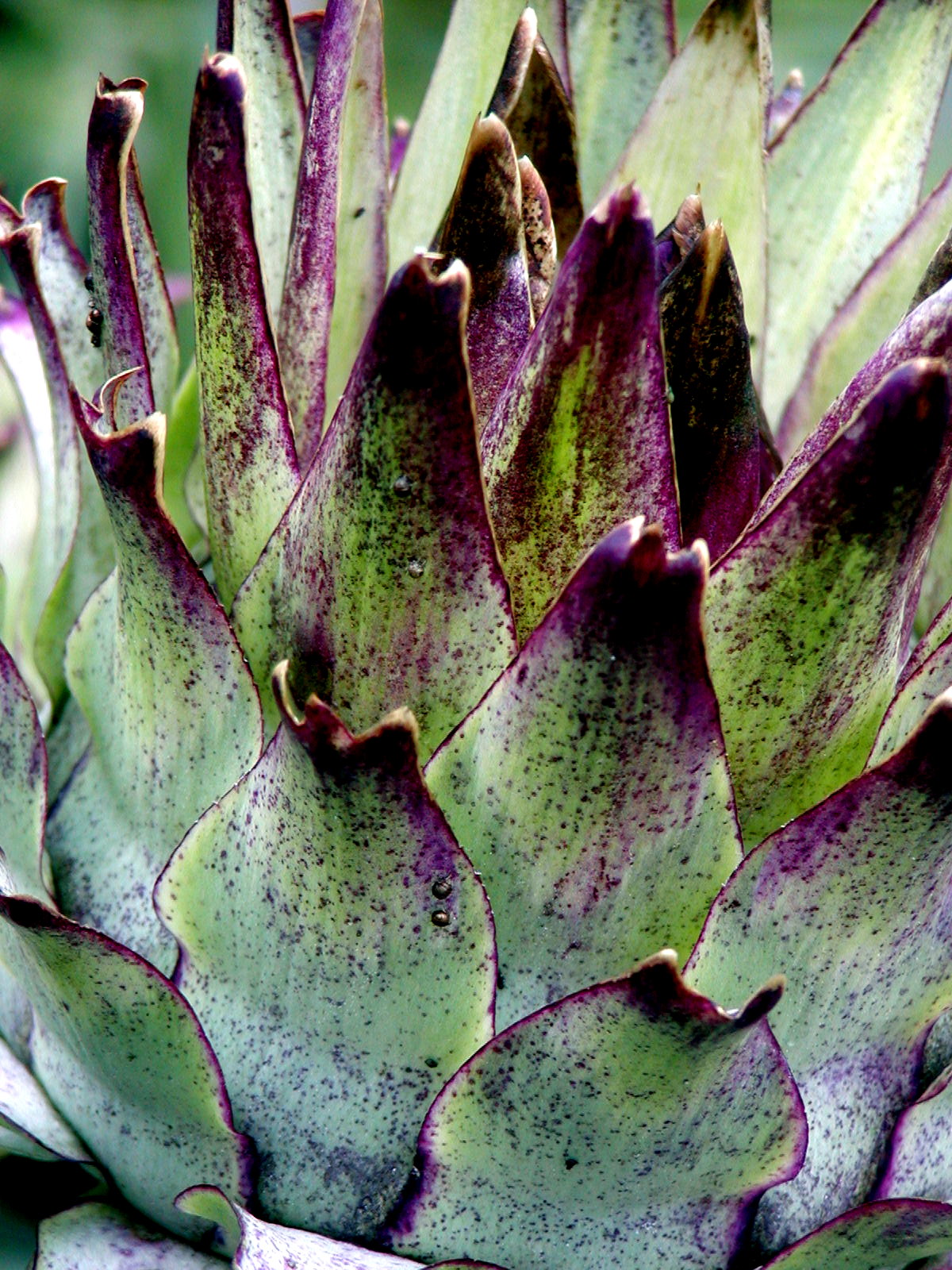 P7190018