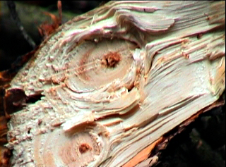 holzstueck3 holzstueck3