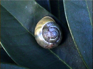 schnecke1 schnecke1